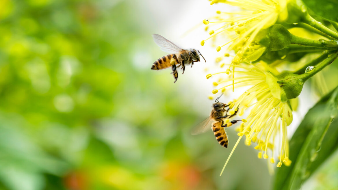 SALVIAMO LE API DAI PESTICIDI